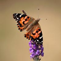 Painted Lady 2 